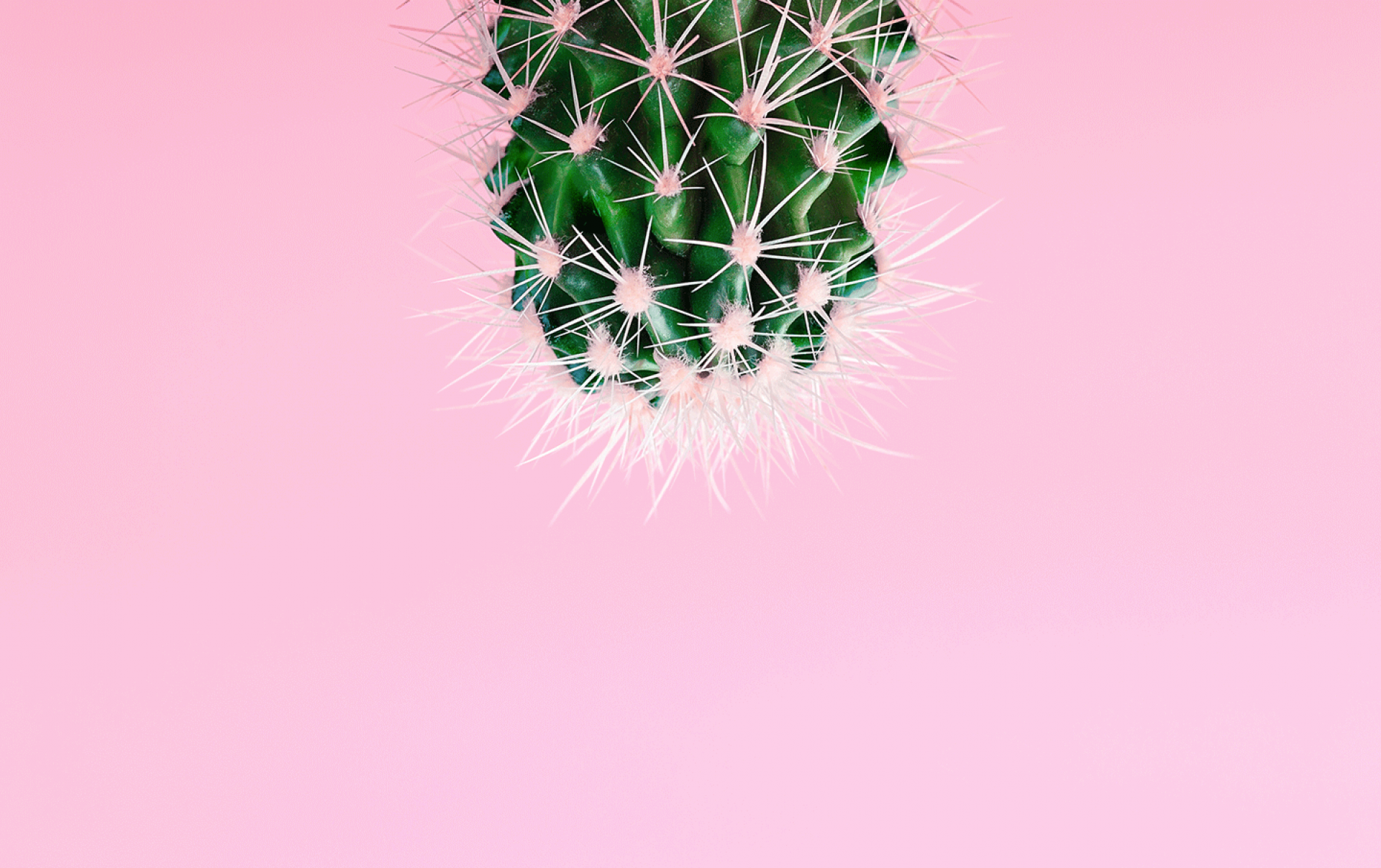 fischerAppelt cactus
